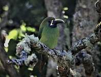 Toucanet à gorge bleue