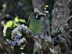 Blue-throated Toucanet