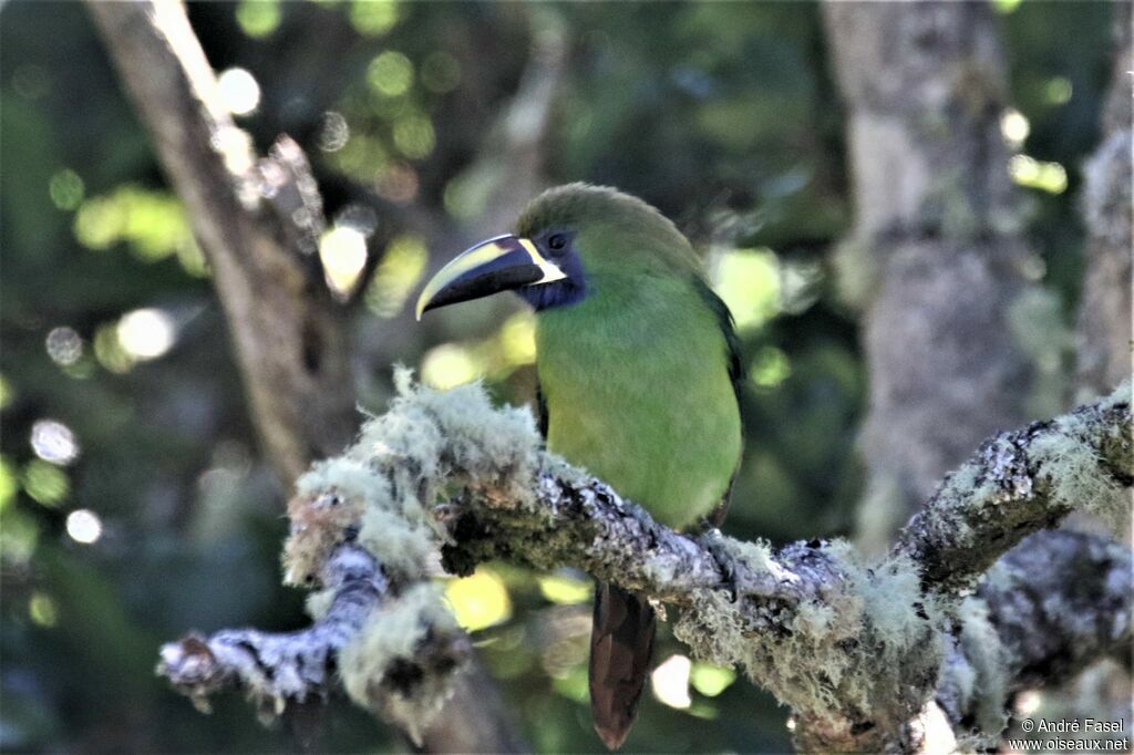 Blue-throated Toucanet