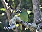 Toucanet à gorge bleue