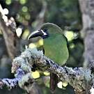 Toucanet à gorge bleue