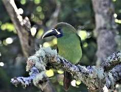 Toucanet à gorge bleue