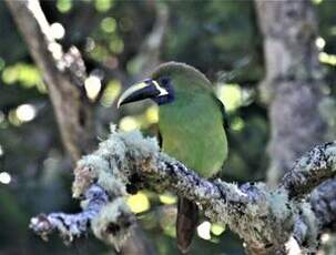 Toucanet à gorge bleue