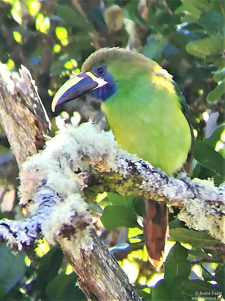 Blue-throated Toucanet