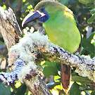 Toucanet à gorge bleue