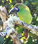 Toucanet à gorge bleue