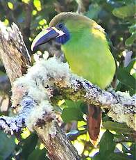 Toucanet à gorge bleue