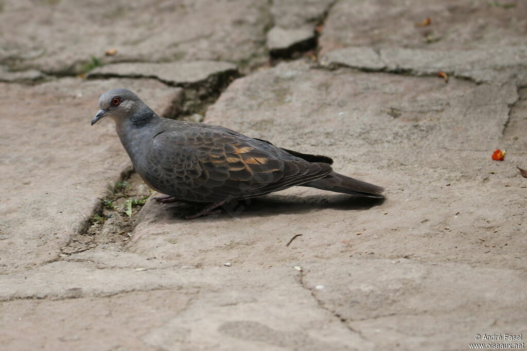 Dusky Turtle Dove