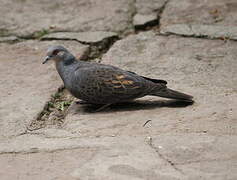 Dusky Turtle Dove