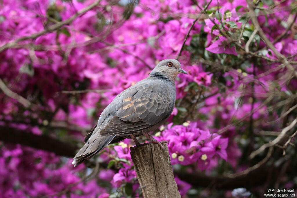 Dusky Turtle Dove