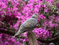 Dusky Turtle Dove