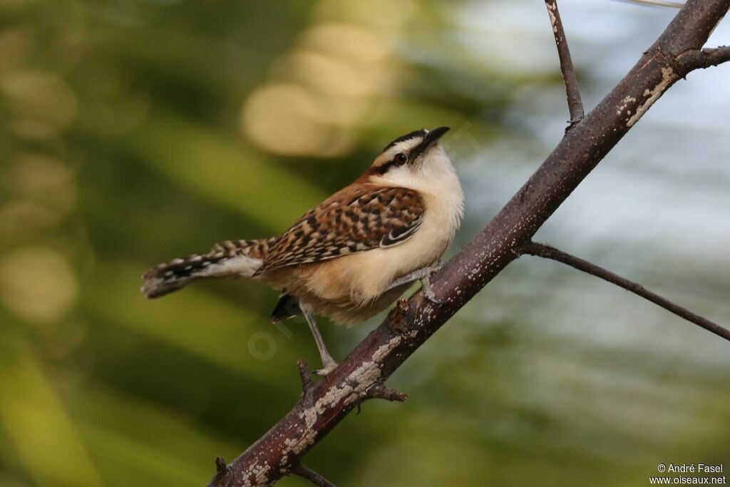 Rufous-naped Wren