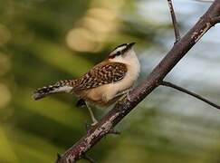 Rufous-naped Wren