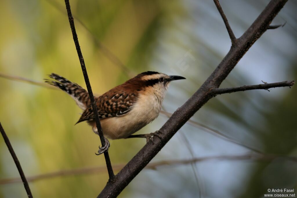 Rufous-naped Wren