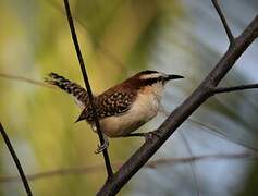 Rufous-naped Wren