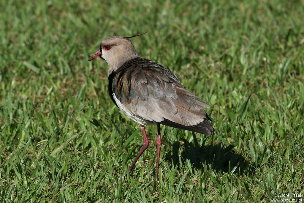 Southern Lapwing