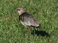 Southern Lapwing