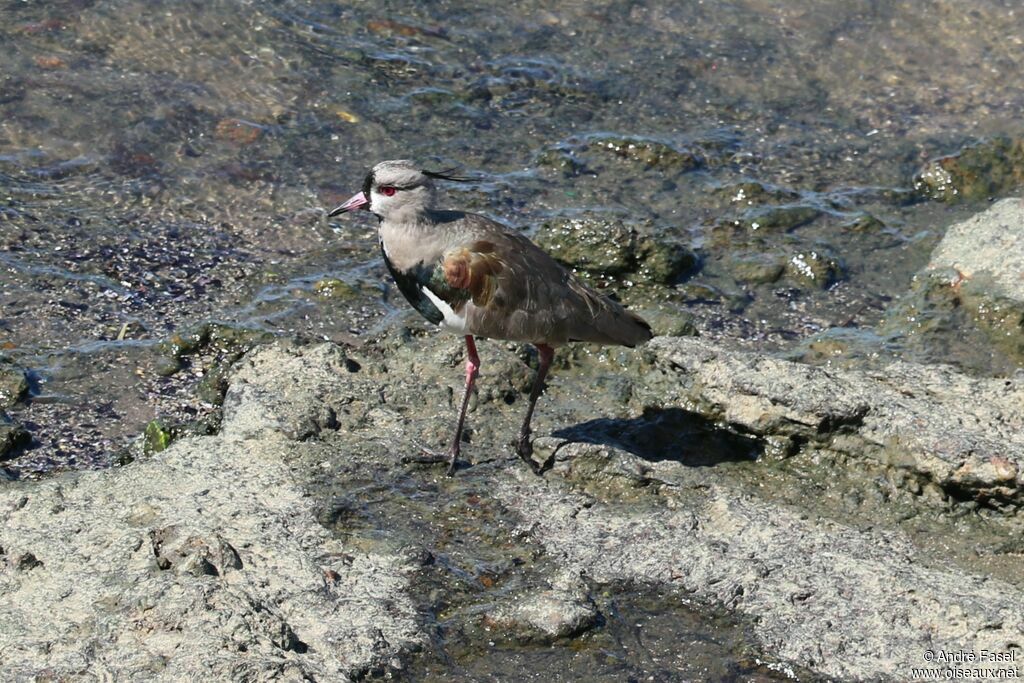 Southern Lapwing