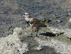 Southern Lapwing