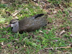 Southern Lapwing