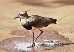 Southern Lapwing