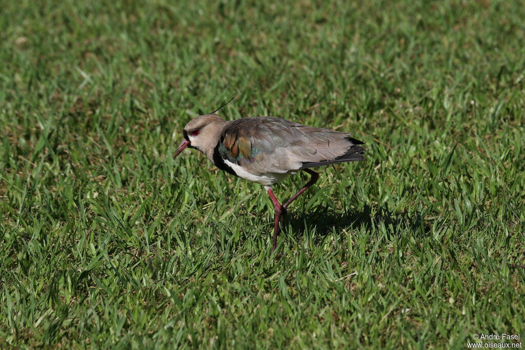 Southern Lapwing