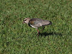 Southern Lapwing