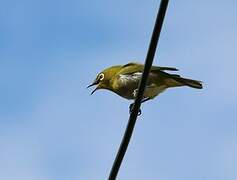 Warbling White-eye