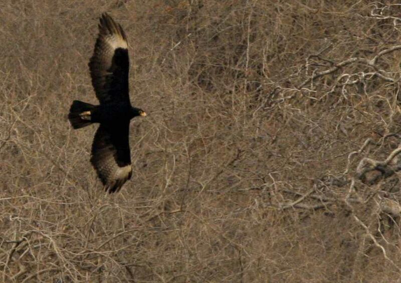 Verreaux's Eagle, Flight
