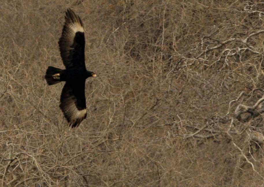 Aigle de Verreaux, Vol