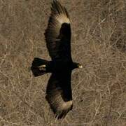 Aigle de Verreaux