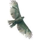 Aigle montagnard