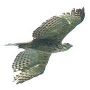 Mountain Hawk-Eagle