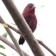 Bar-breasted Firefinch