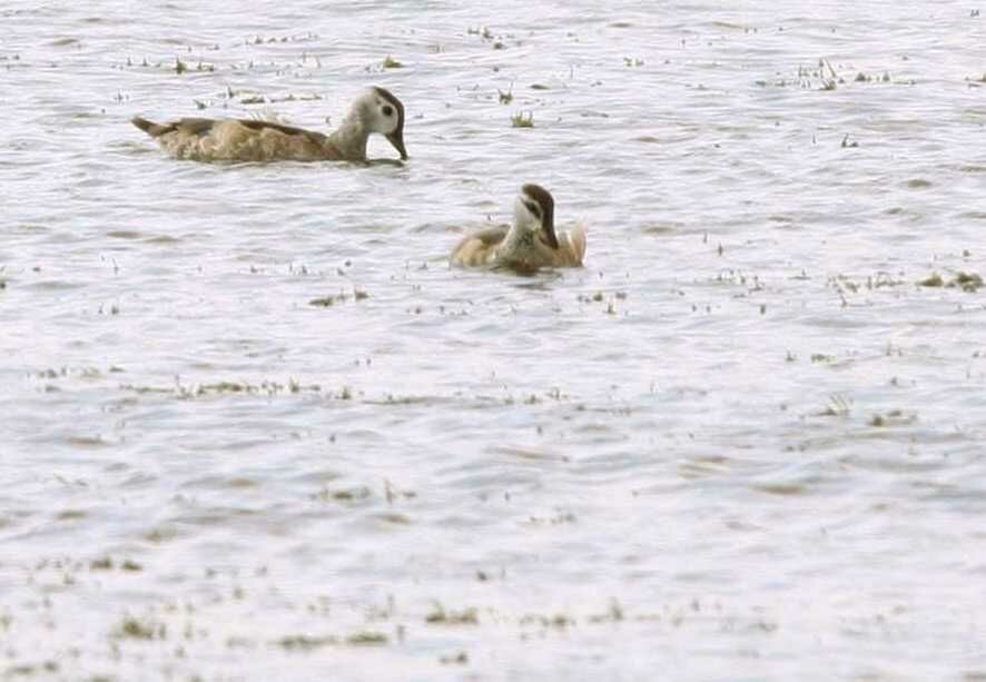 Cotton Pygmy Goose