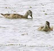 Cotton Pygmy Goose