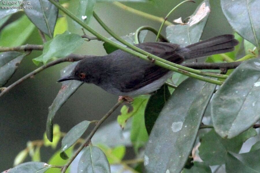 Apalis de Sharpe mâle