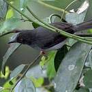 Apalis de Sharpe