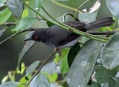 Sharpe's Apalis