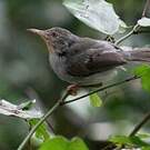 Apalis de Sharpe
