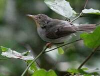 Apalis de Sharpe