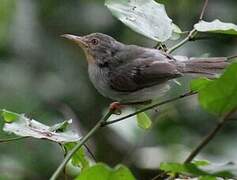 Apalis de Sharpe