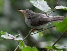 Sharpe's Apalis