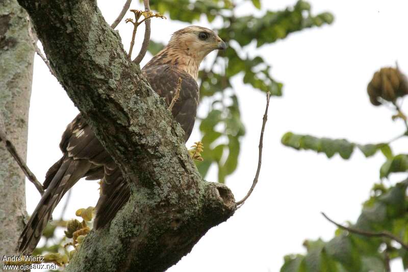 Black Sparrowhawkjuvenile, identification