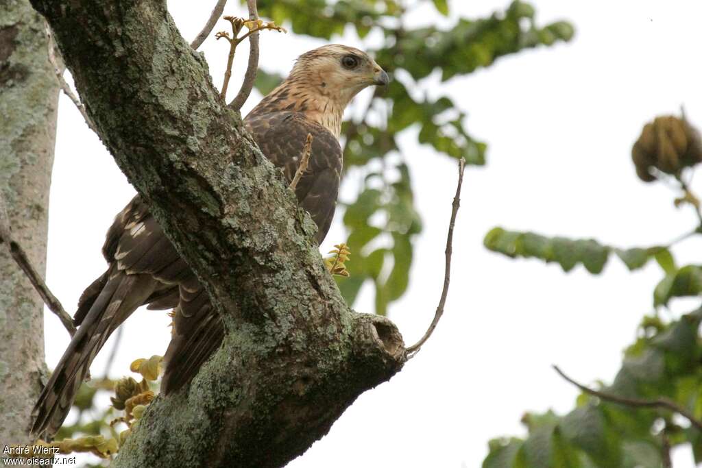 Black Sparrowhawkjuvenile, identification