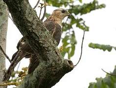 Black Sparrowhawk