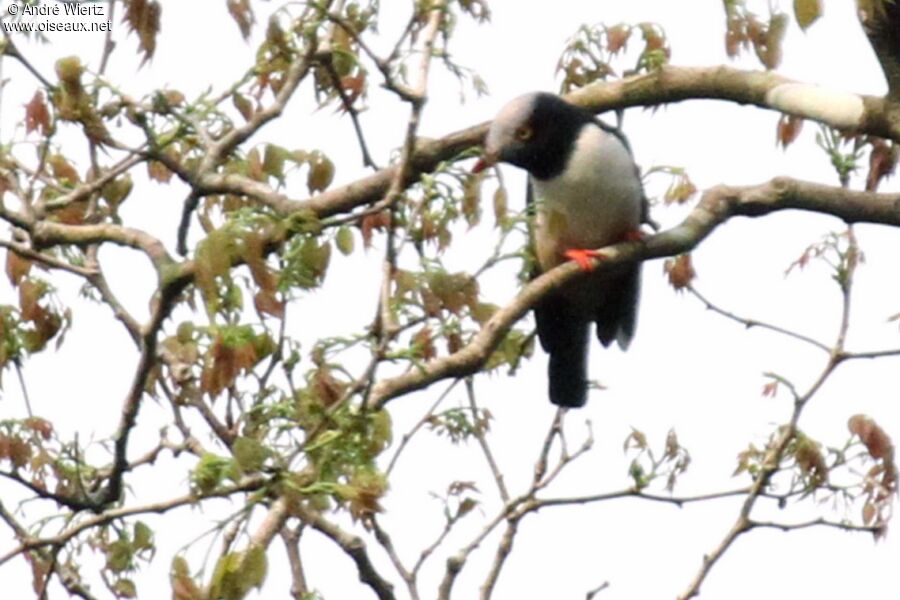 Red-billed Helmetshrike