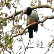 Red-billed Helmetshrike