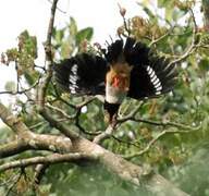 Red-billed Helmetshrike