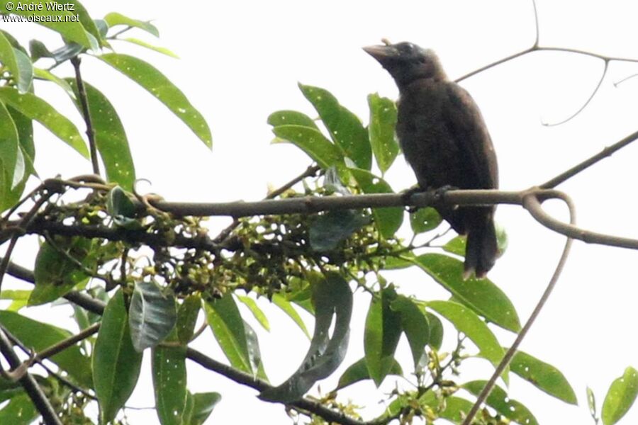 Bristle-nosed Barbet